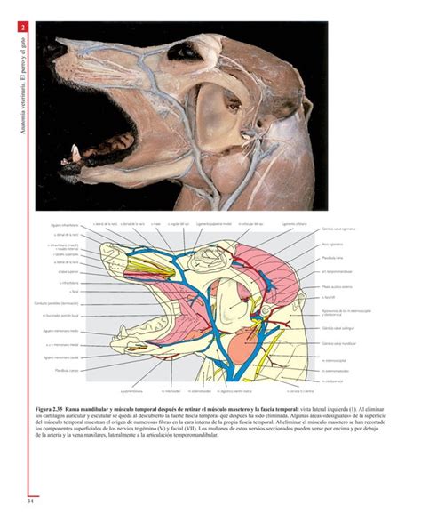 Atlas En Color De Anatomia Veterinaria El Perro Y Del Gato