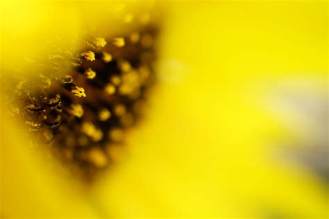 Sony Releases Full-Frame FE 50mm F2.8 Macro Lens | Sony | Alpha Universe