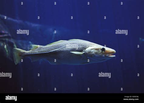 ATLANTIC COD gadus morhua Stock Photo - Alamy