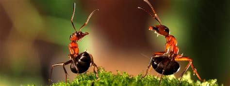 Kitchener Pest Control How Do Ants Smell