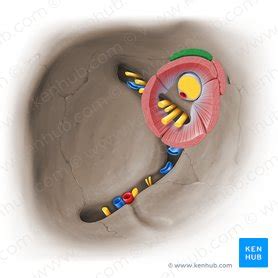 Levator palpebrae superioris: Anatomy,innervation,action | Kenhub