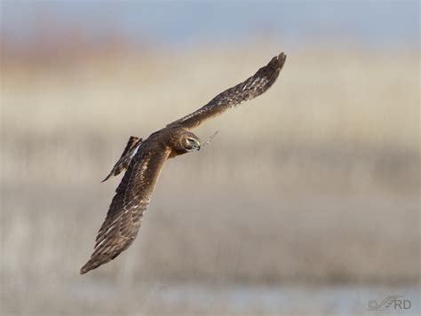 Northern Harrier with Nesting Material – Feathered Photography