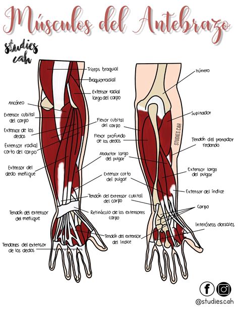 Músculos Del Antebrazo Medical Anatomy Medicine Notes Medicine Student