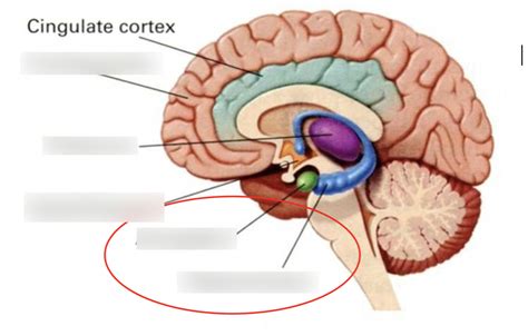 Psyc Midterm Diagram Quizlet