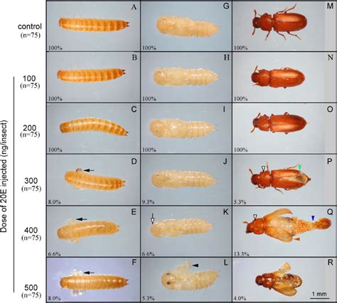 Insect Pupa