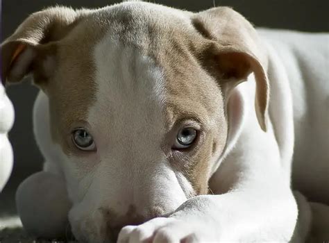 Blue fawn Pitbull- Blue Fawn Bully "COMPLETE" guide - My Dogs Info