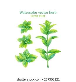 Watercolor Vector Fresh Mint Stock Vector Royalty Free 269308121