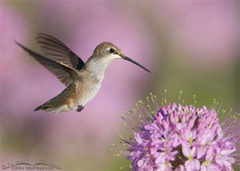 Female Broad Tailed Hummingbird Correction Black Chinned Mia