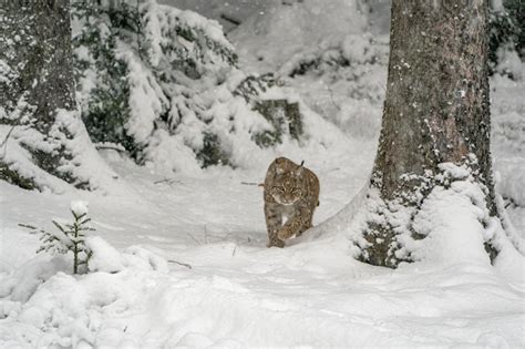 Cazar lince euroasiático caminando gato salvaje en el bosque con nieve