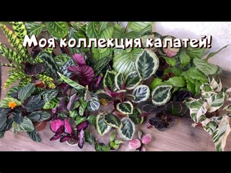Обзор моей коллекции калатей. Комнатные растения. - YouTube