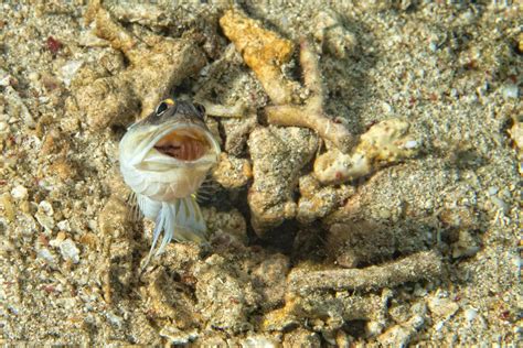 Goby fish underwater 12218562 Stock Photo at Vecteezy