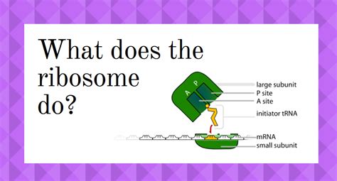 The Function Of Ribosomes - Science Trends