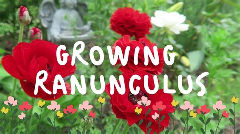 How To Grow Ranunculus Youtube