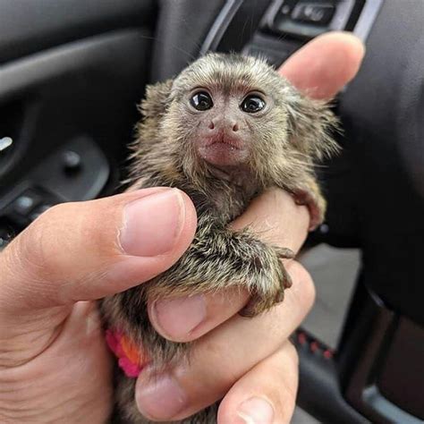 Pensillita Marmoset For Sale In Bendersville 1 Petzlover