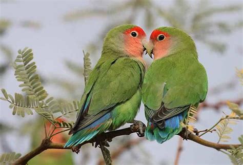 Los Agapornis o Inseparables tipos cuidados cría