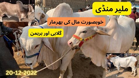 Malir Mandi Karachi Cattle Rates Update Dec Cow Mandi