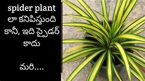 145 How To Grow Pandanus Plant At Home Spider Plant Like Pandanus Plant Growing Tips Screw