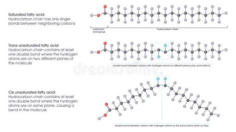 Saturated Versus Unsaturated Fatty Acids Vector Illustration Scientific Graphic Diagram Stock ...