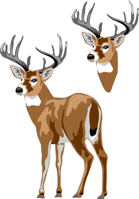 White Tailed Deer Vector Stock Vector Illustration Of Colour 235166343