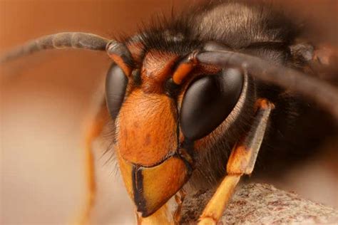 Yellow Legged Hornet Killer Of Honeybees Found In Georgia