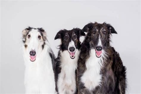 How Much Is A Borzoi Puppy And Adult Dog With Calculator Petbudget