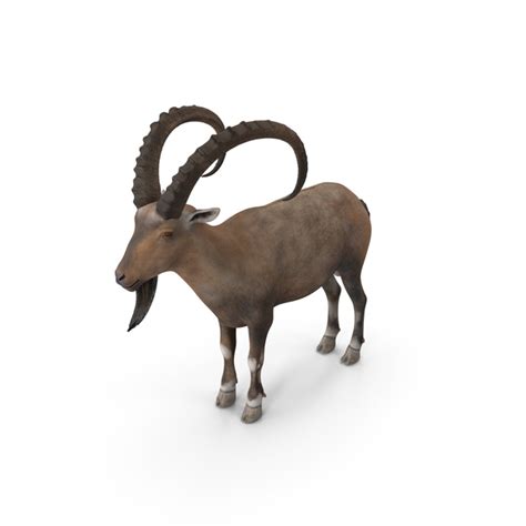 Alpine Ibex With Large Horns PNG Images & PSDs for Download ...