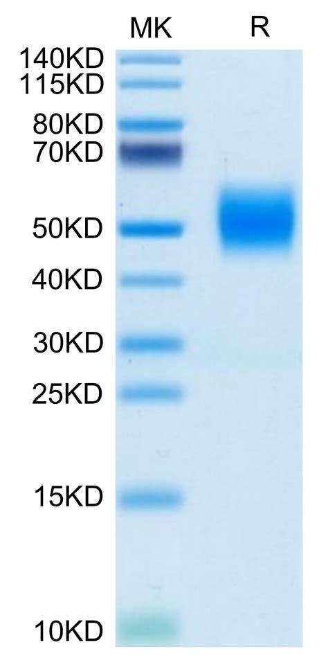 Biotinylated Human Fgfr2 Beta Iiic Protein Recombinant Reprokine