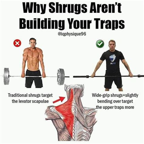 Shoulder Shrug Exercise Benefits - Art & Bussines