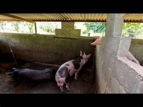 Juntando O Barr O A Porca Uma De Nossas Porcas Tomou Cria Pela