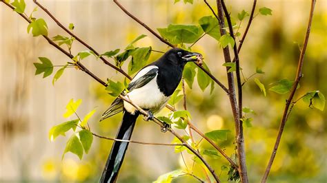 Common Birds You Never Want To See At Your Bird Feeder