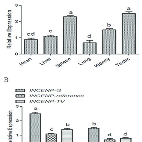 Expression Of Incenp Gene A Expression Of The Incenp Gross