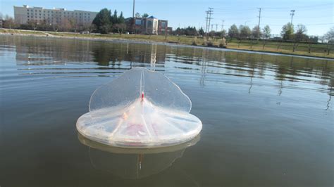 Biodegradable Sensors Could Explore The Seas More Sustainably Eos