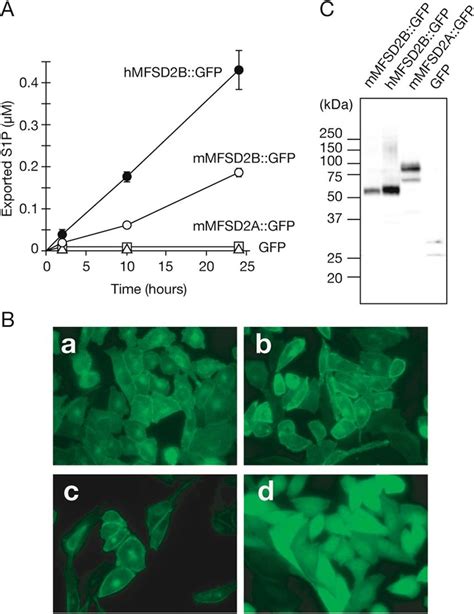 Localization And S1p Export Activity Of Gfp Tagged Mfsd2b In Cells A