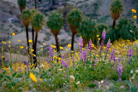 California Desert Flowers 2024 - Willy Julietta