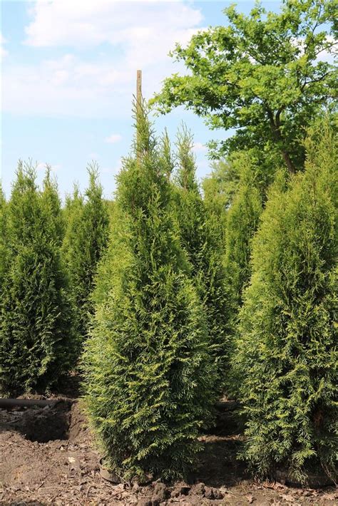 Lebensbaum Smaragd Thuja Occidentalis Kaufland De