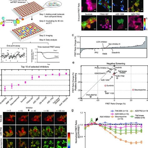 High Throughput Drug Screening Platform Using Safret Biosensor A Download Scientific Diagram