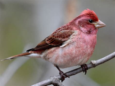 Purple Finch - eBird