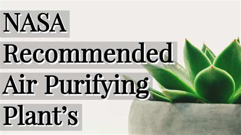 NASA recommended air-purifying plants for indoor that you must have in ...