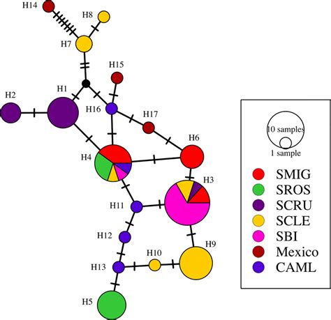 Median Joining Network Of The Mitochondrial Control Region Haplotypes