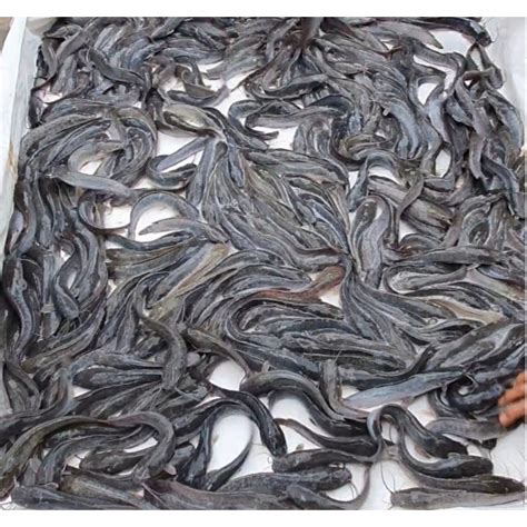 Jual Ikan Lele Hidup Fresh Kg Shopee Indonesia