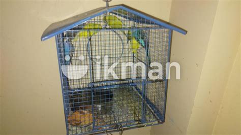 Love Bird With Cage In Dehiwala Ikman