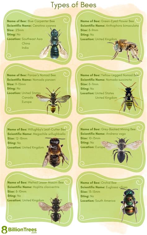 Free Printable Bee Identification Charts [PDF]