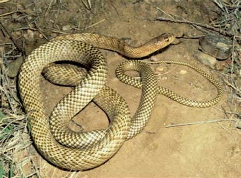 Coachwhip Snake Facts and Pictures