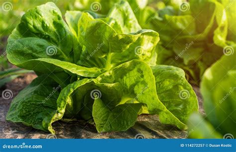 Butterhead Lettuce Salad Plantation - Organic Green Lettuce Stock Image ...