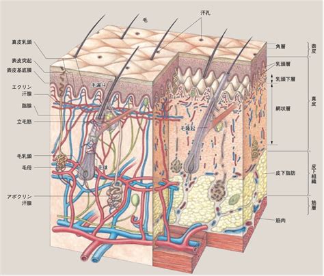 皮膚の構造を解説