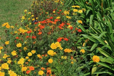 Yellow Marigolds In Garden Patch Free Stock Photo Public Domain Pictures