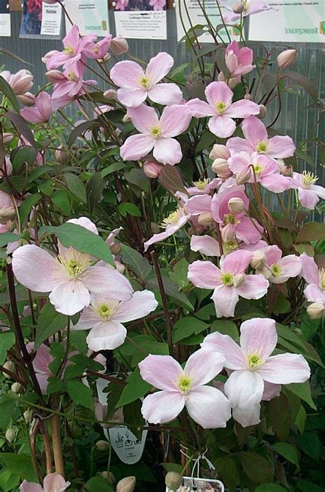 Clematis Montana Var Rubens Markenbaumschule De