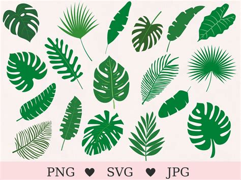 Feuilles Tropicales Svg Svg Feuilles Bundle Svg Feuilles De Monstera