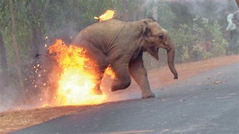 Elephant On Fire Shocking Pic Wins Sanctuarys Wildlife Photo Award