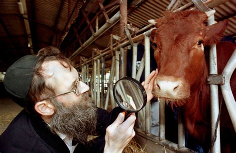 From Texas To Israel Red Heifers Needed For Temple Arrive The Jerusalem Post